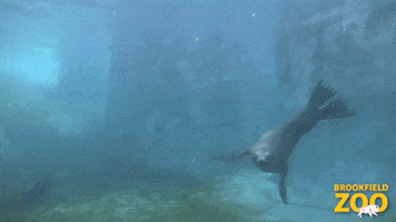 Spin Swimming GIF by Brookfield Zoo