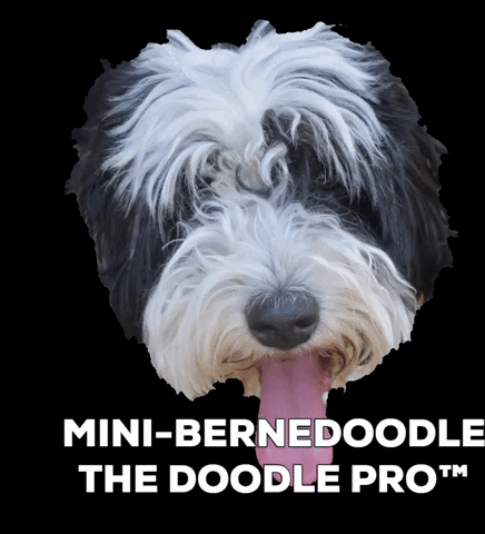 Bernedoodle GIF by doodlepro