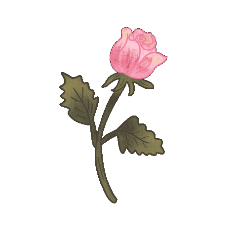 Pink Rose Love Sticker