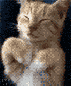 Bugün Uluslararası Kedi Günü Komik bir kedi GIFi paylaş