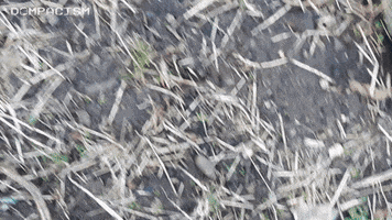 Walk GIF