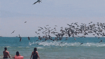 fish pelican GIF by Digg