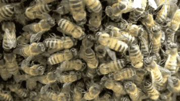 bees GIF