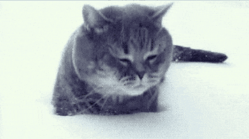 200.gif