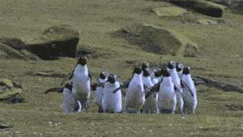 Penguins Reaction GIF