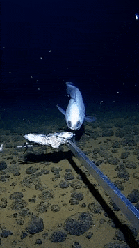 Deep Sea Fishing GIFs - Find & Share on GIPHY