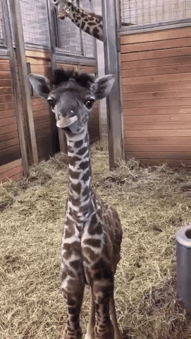 cute giraffe GIF