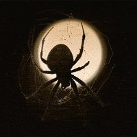 Spider Web Halloween GIF by Hunter Preston
