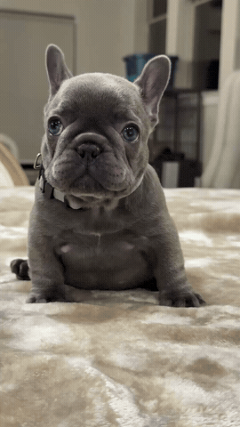 Squishyface Batears GIF by Grandiose Frenchies