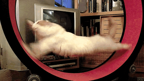 Roda de exercícios para gato