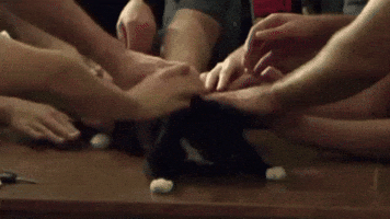 Cat GIF