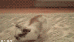 Rabbit Running GIF - Find & Share on GIPHY
