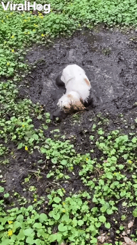 Gerda The Mud Puddle Pup GIF by ViralHog