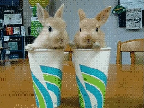 bunny GIF