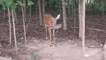 Deer Mommy GIF