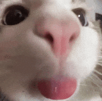 Cat Tongue GIF