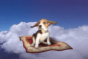 cute flying dog GIF