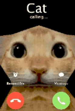 Cat Calling GIF