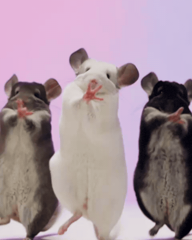 Chinchilla GIF