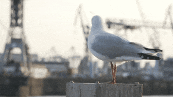 germany seagull GIF by Mein Hamburg