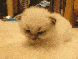 cat GIF