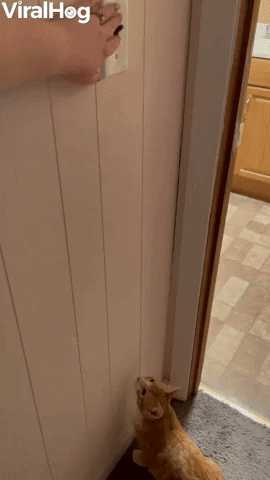 Cat Leaps For Light Switch GIF by ViralHog