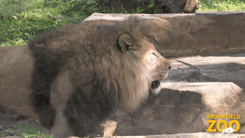 Yell Big Cats GIF by Brookfield Zoo