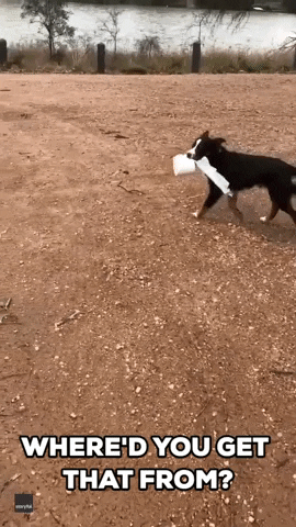 Toilet Paper Dogs GIF by Storyful