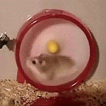 Risultati immagini per hamster running gif