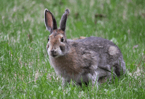 Hungry Hare GIF by U.S. Fish and Wildlife Service