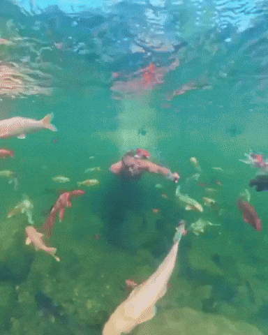 Koi Fish GIF