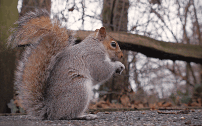 Grey Squirrel GIFs - Get the best GIF on GIPHY