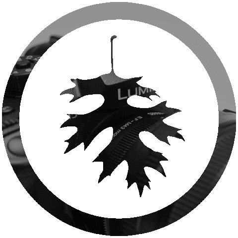 Logo Leaf Sticker by Black Oak Creative