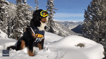 Denver Nuggets Dog GIF by Storyful