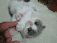 adorable cat gifs