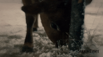 Cow Calf GIF by Blue Ice Pictures