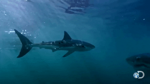 Swimming Shark Animated Gif