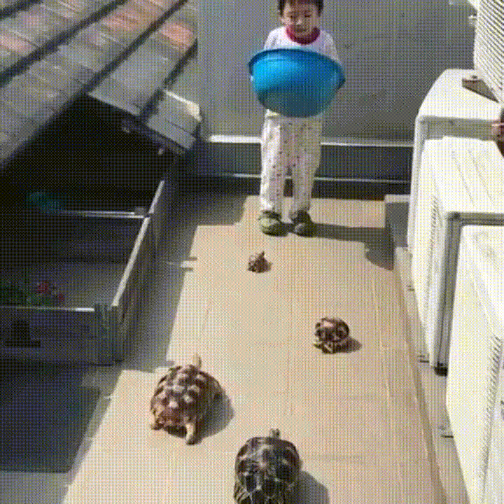 lord turtles GIF