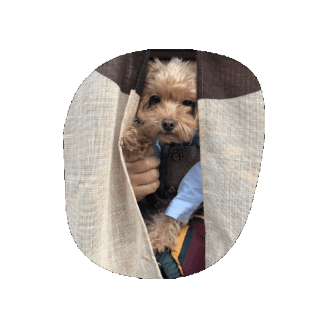 Dog Sticker