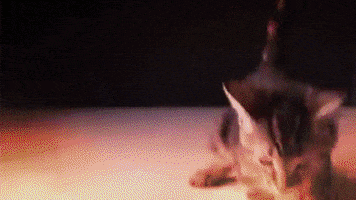 GIF by Meow Mix Demo