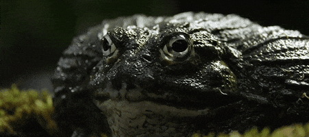 bull frog GIF by Jerology