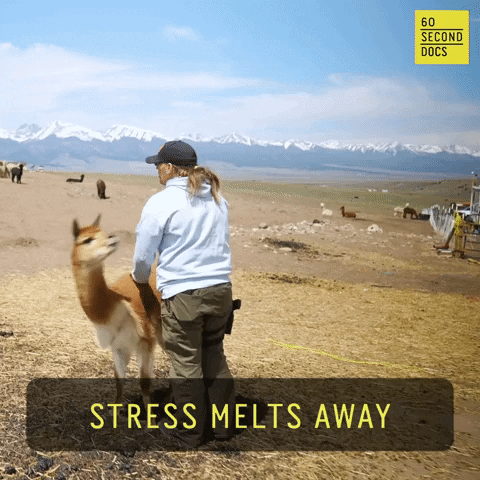 Pride Stress GIF by 60 Second Docs