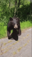 Multi-bear GIFs - Get the best GIF on GIPHY