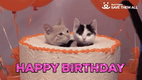 Happy Birthday Kittens