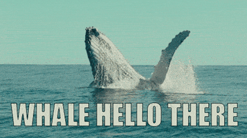 Video gif. A humpback whale jumps out of the water and its fin waves in the air. Text, "Whale hello there!"