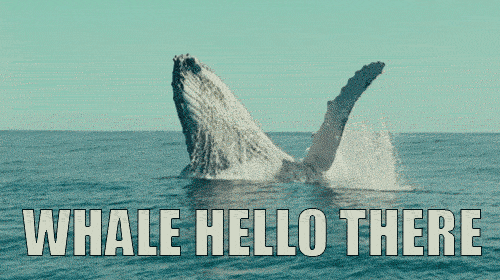  hi wave flirting waving whale GIF