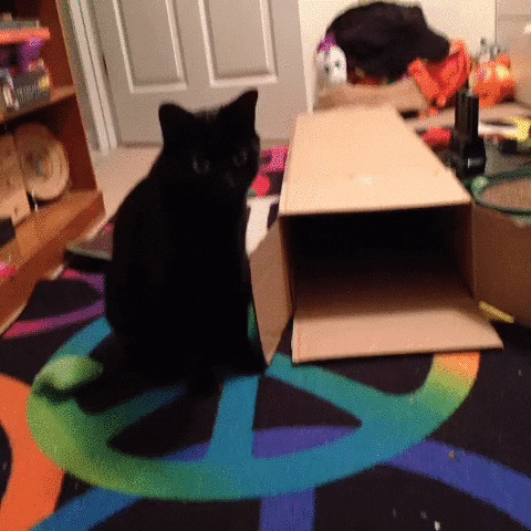cat butt GIF