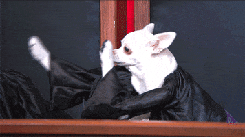 Video gif. A chihuahua dressed in a judge's robe sits behind a podium. There are puppet paws attached to the robe that are the same color as the pup, and these imitation paws move in a raise-the-roof action, celebrating something.