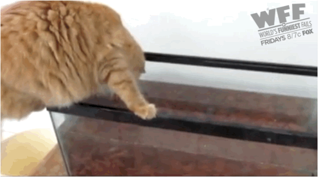 Cat Fails GIF by World’s Funniest