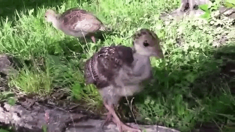 baby turkey GIF
